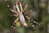 *L'Argiope frelon ou Argiope fascie. Une femelle dvorant un criquet (Araneae - Araneidae - Argiope bruennichi)